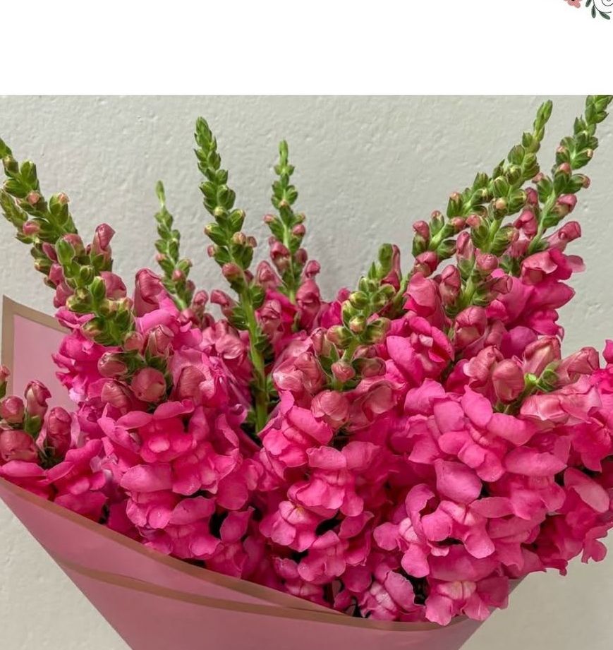 Snapdragons